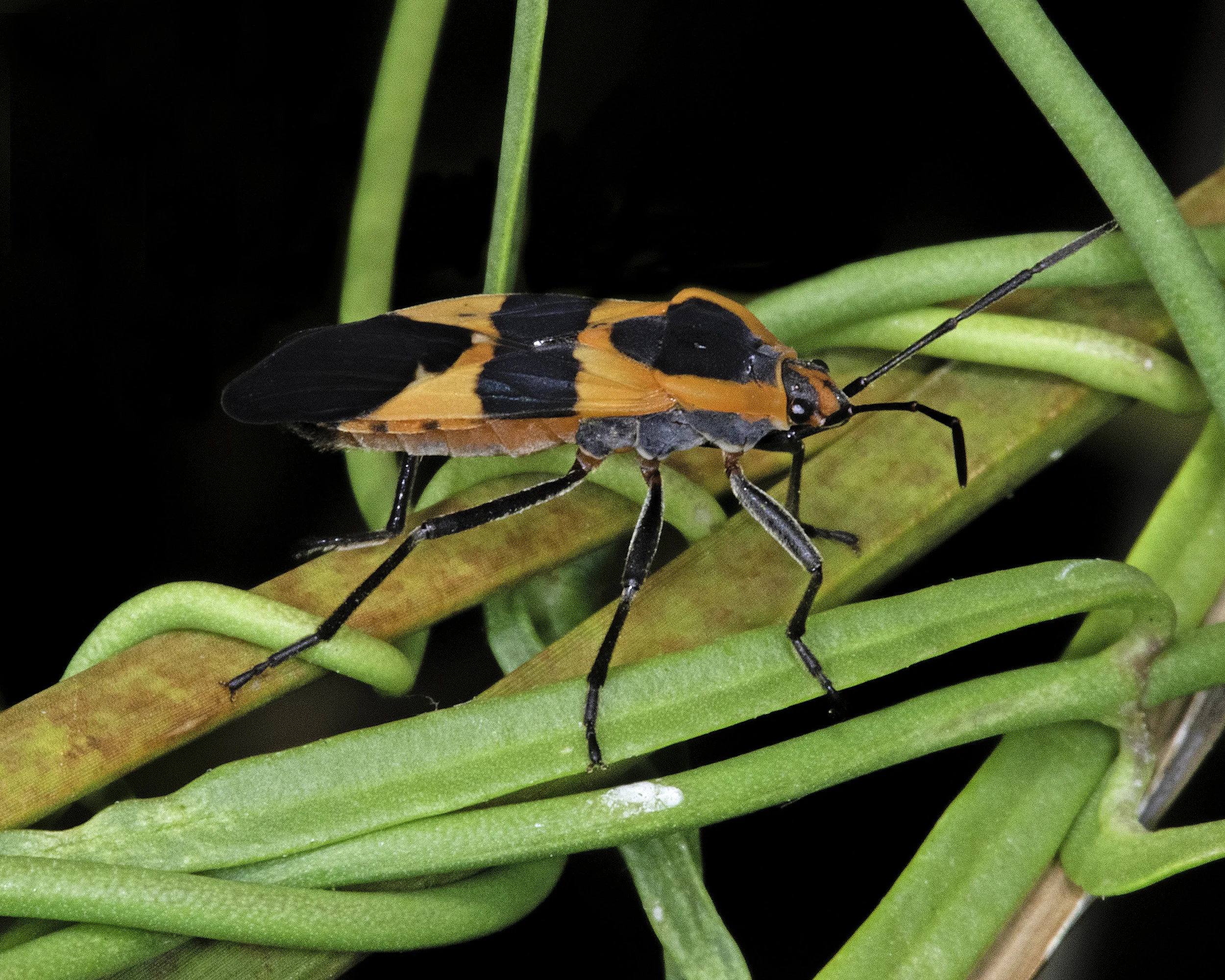 Large milikweed beetle (Oncopeltus fasciatus).jpg