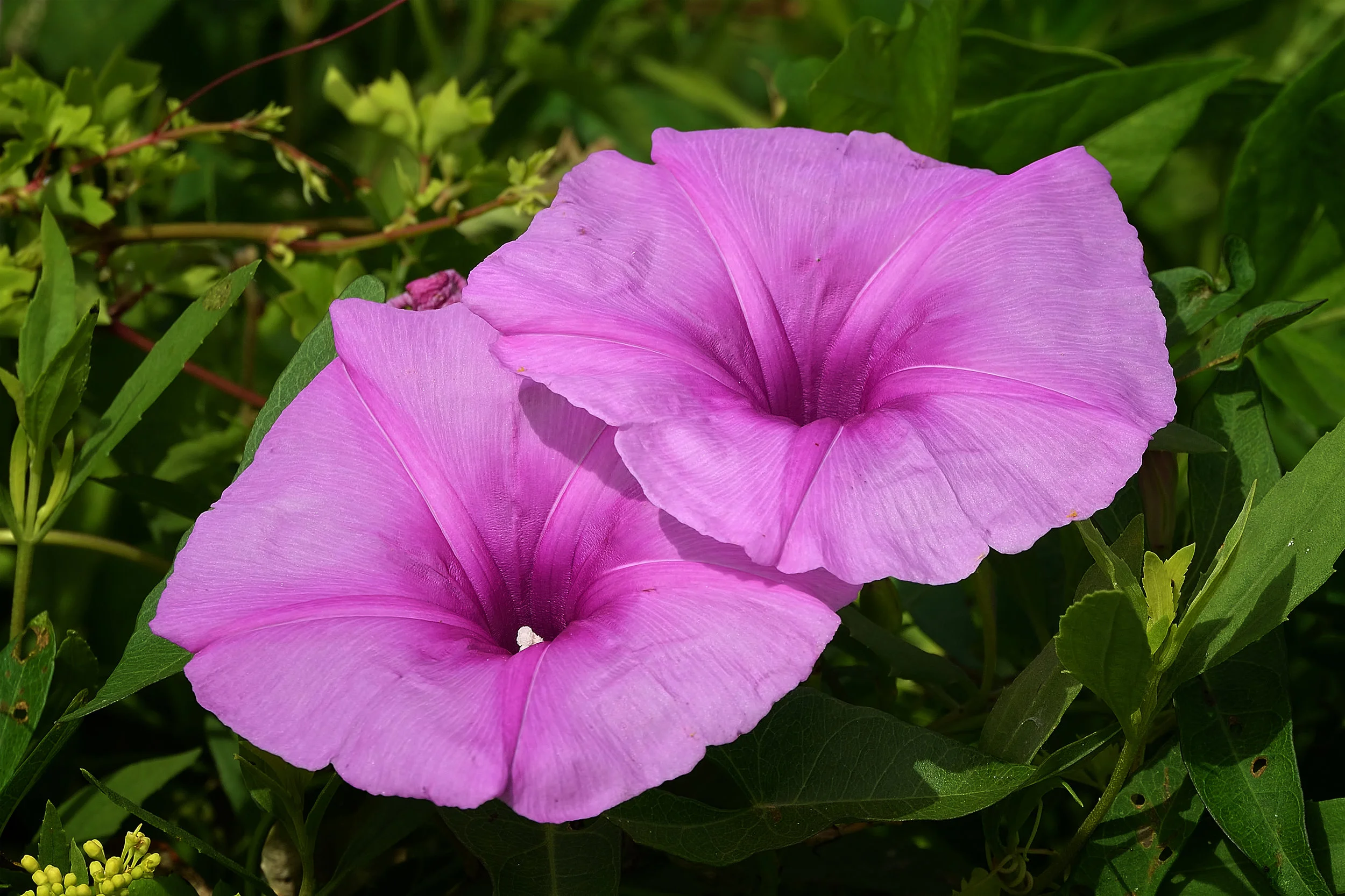 Saltmarsh morning-glory (Ipomea sagitatta).jpg