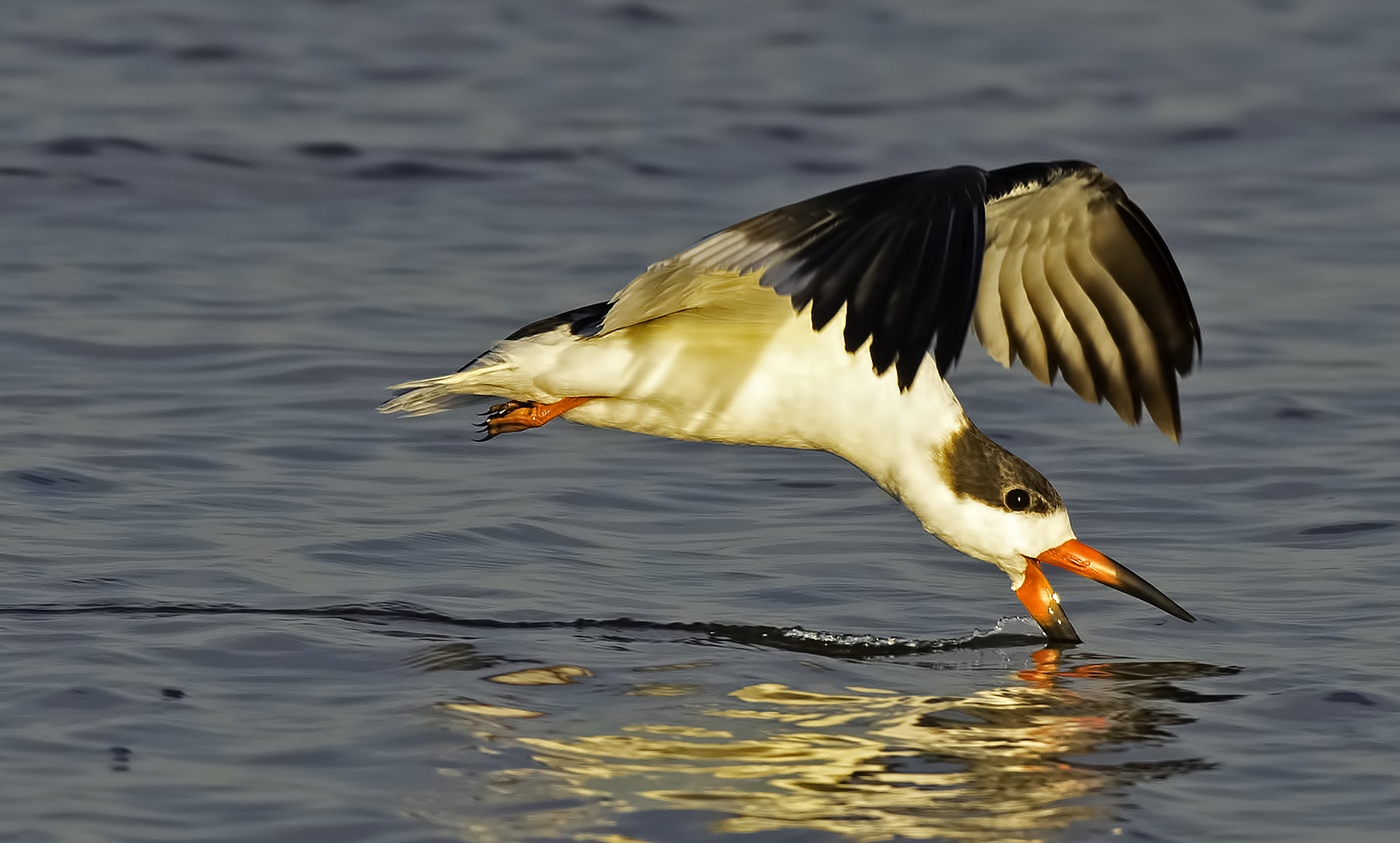 Black skimmer.jpg