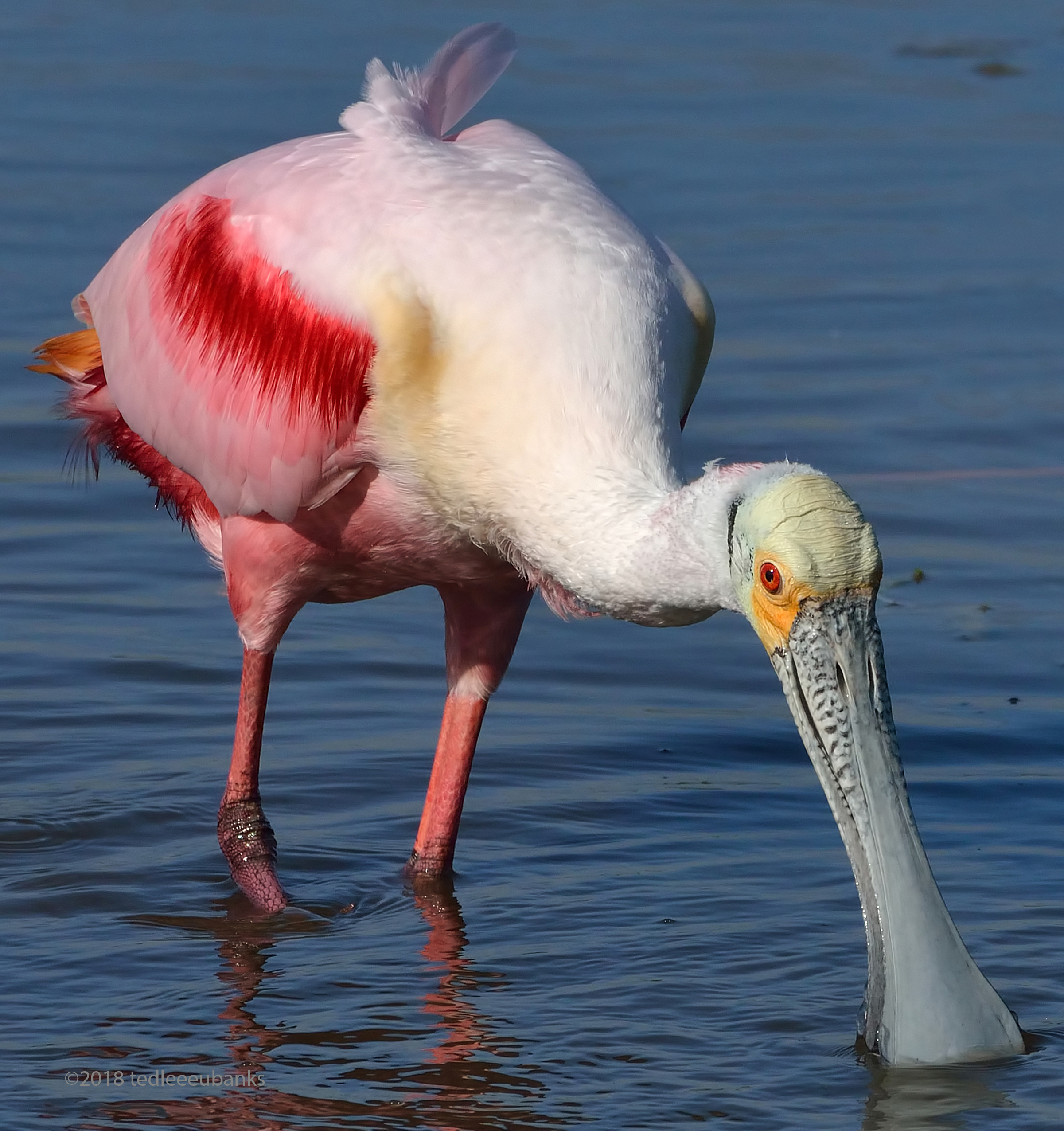 Roseate Spoonbill (Platalea ajaja).jpg