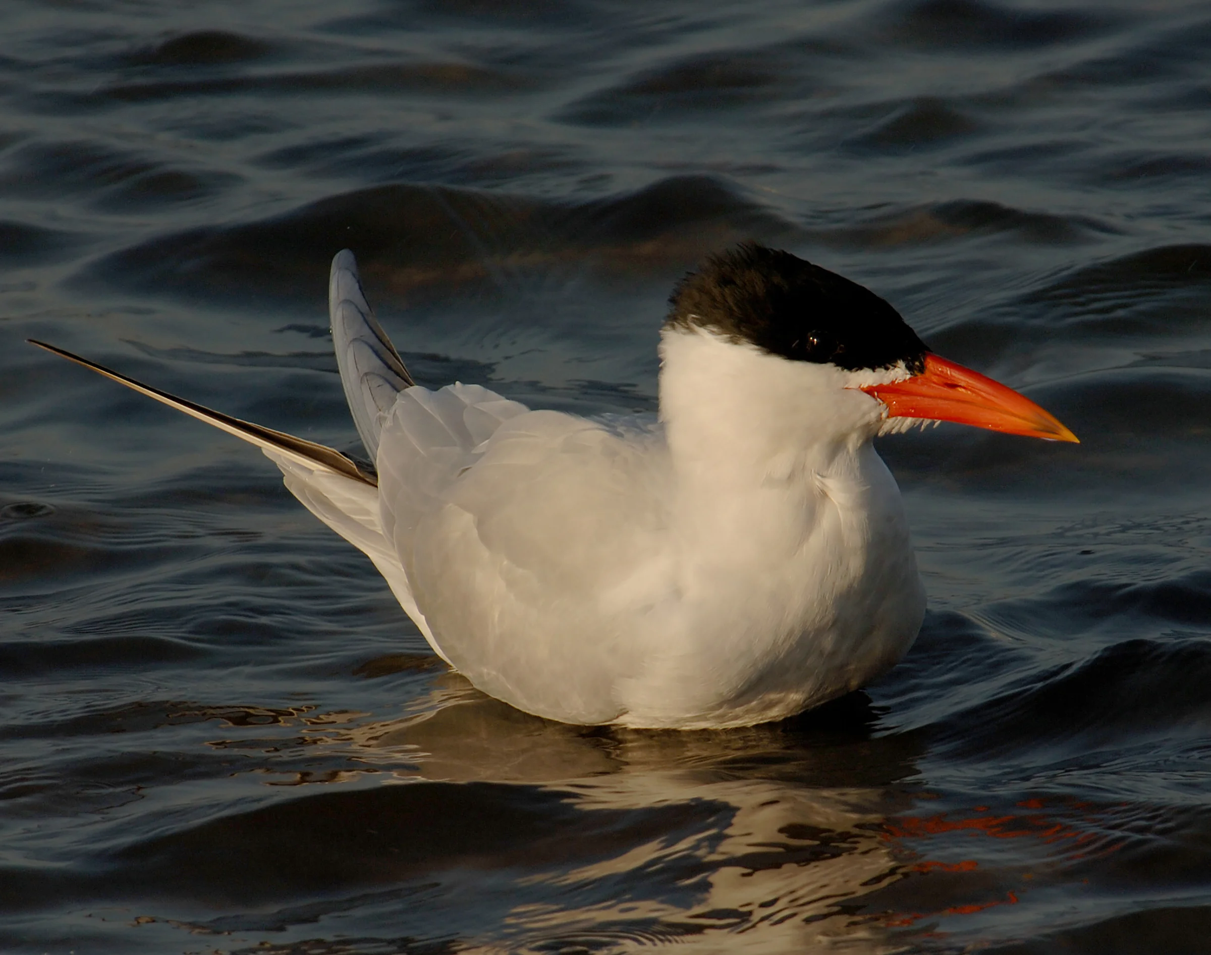 Caspian tern (Hydroprogne caspia).jpg