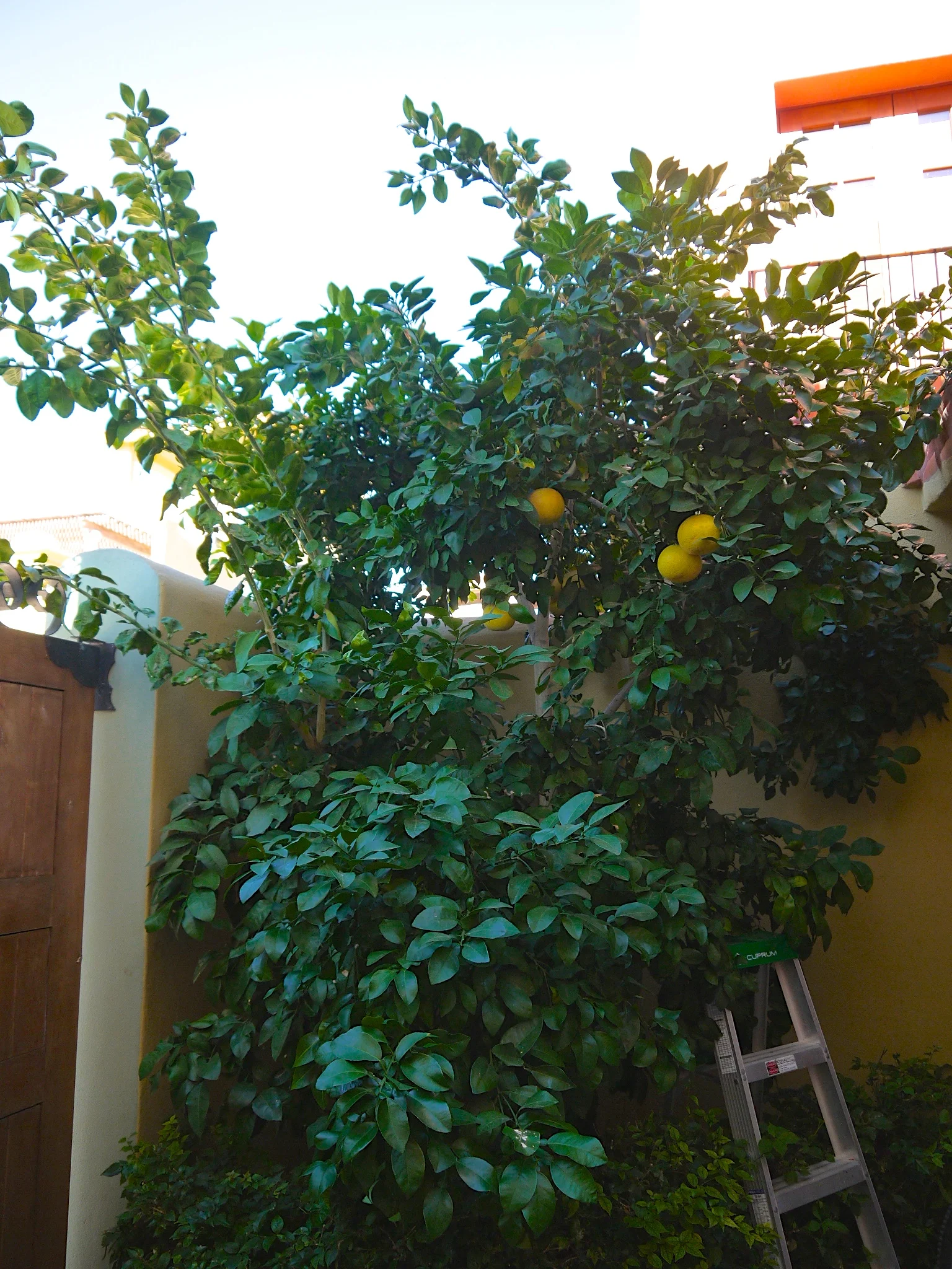 Picking fresh grapefruit from a backyard tree- one of the little things that makes a Loreto vacation so magical.