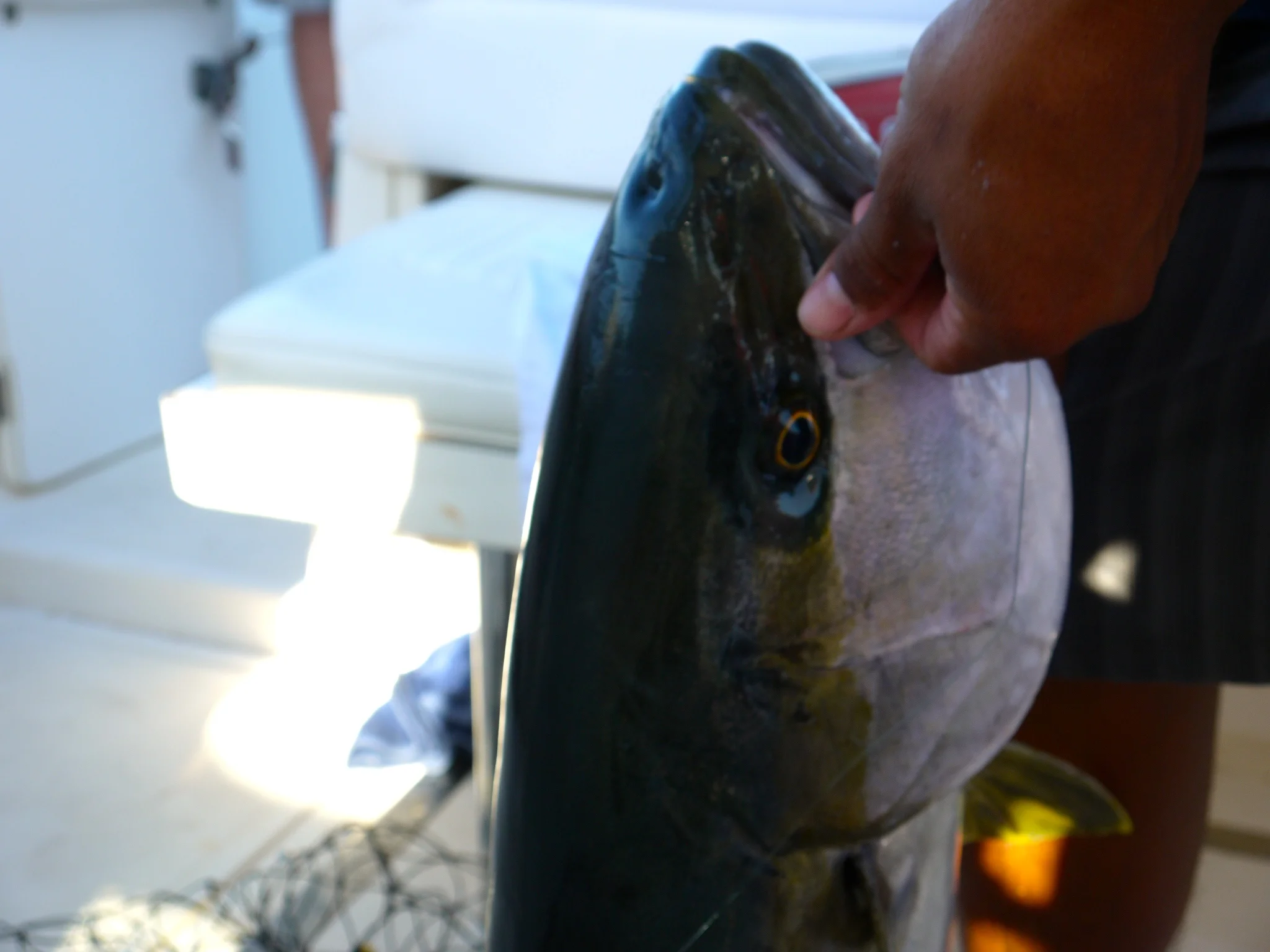 Yellowtail Loreto vacation.jpg
