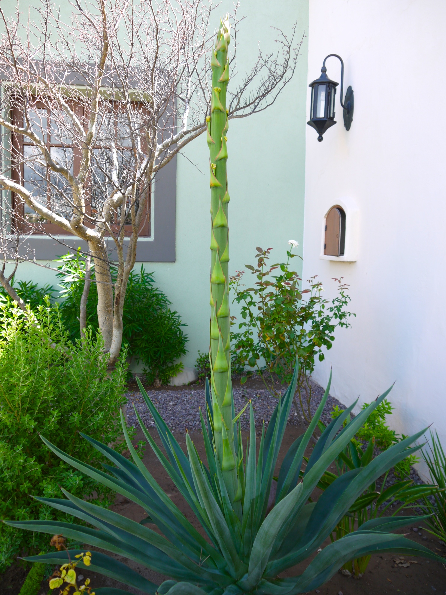 Beautiful agave plant outside the front door
