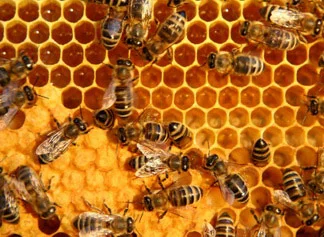 beehive-honeycomb-beeswax-propolis.jpg