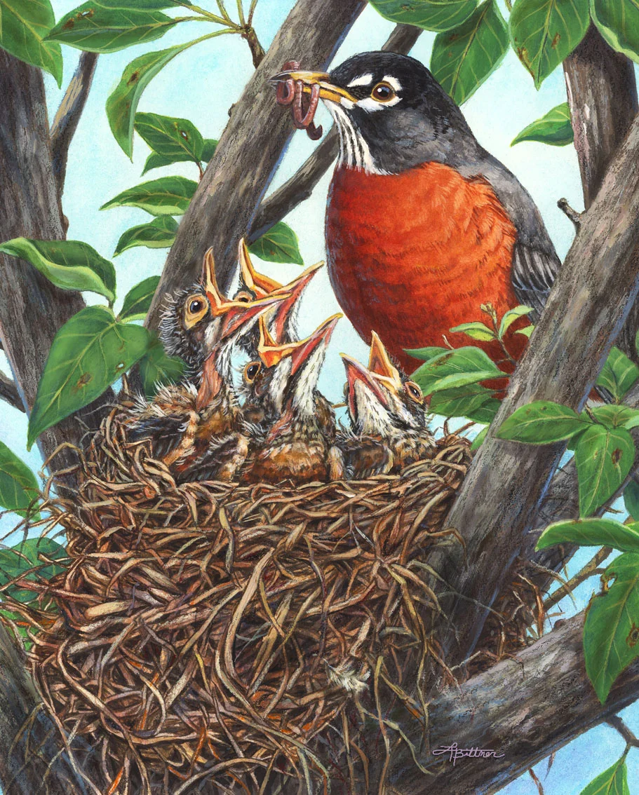 Bittner_robins_web.jpg