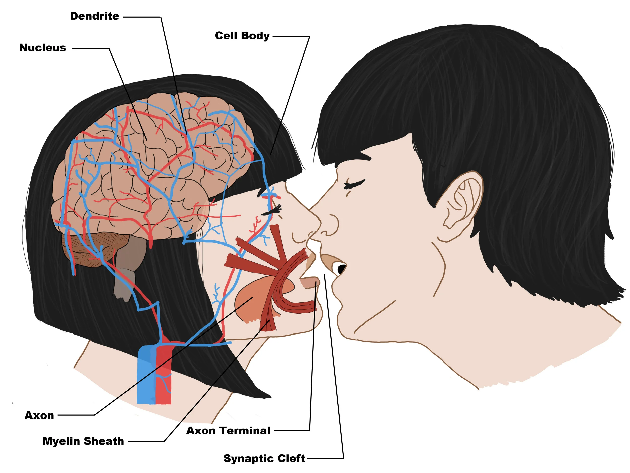 Neuron.jpg