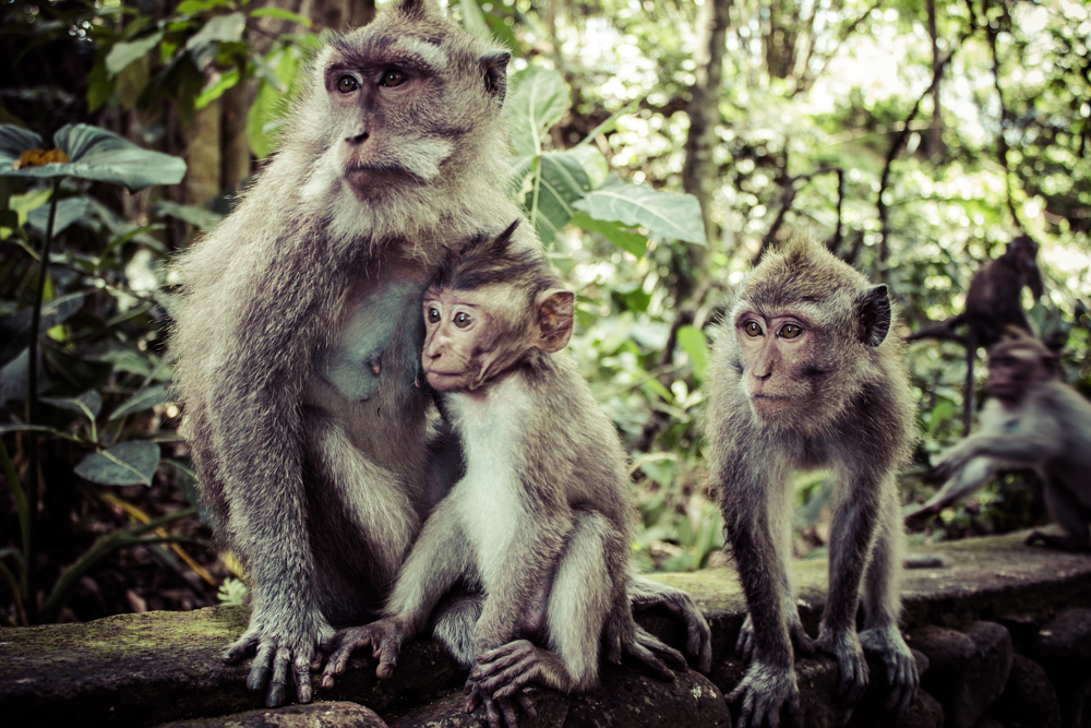 monkeys-in-ubud-bali-11.jpg
