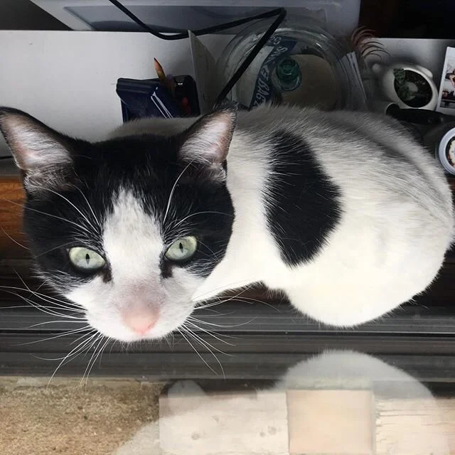 Goodnight Polka. We already miss you🖤
Thank you for making NYC feel like home .
.
.
.
#Polkabunny #bestfriends #restinpeace #love #rainbowbridge #missyou #animalmedicalcenter #catlovers #catsofinstagram #xoxo
