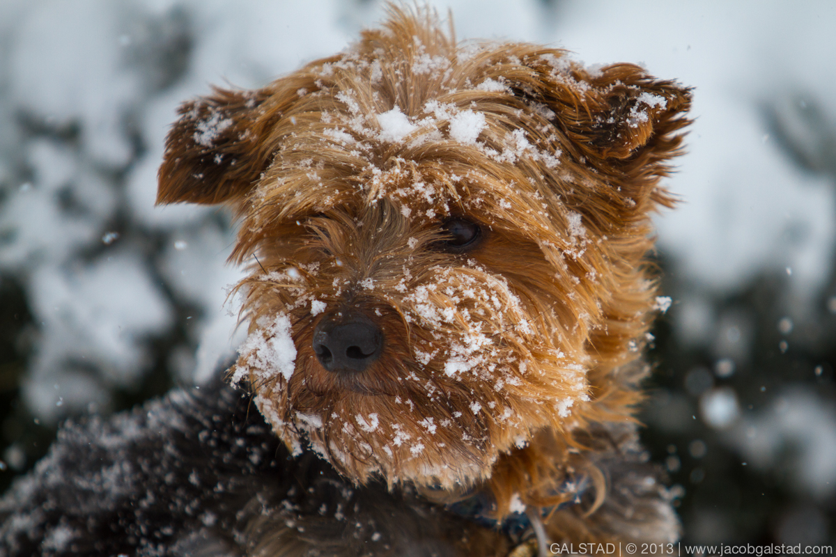 Charlie in the snow.jpg