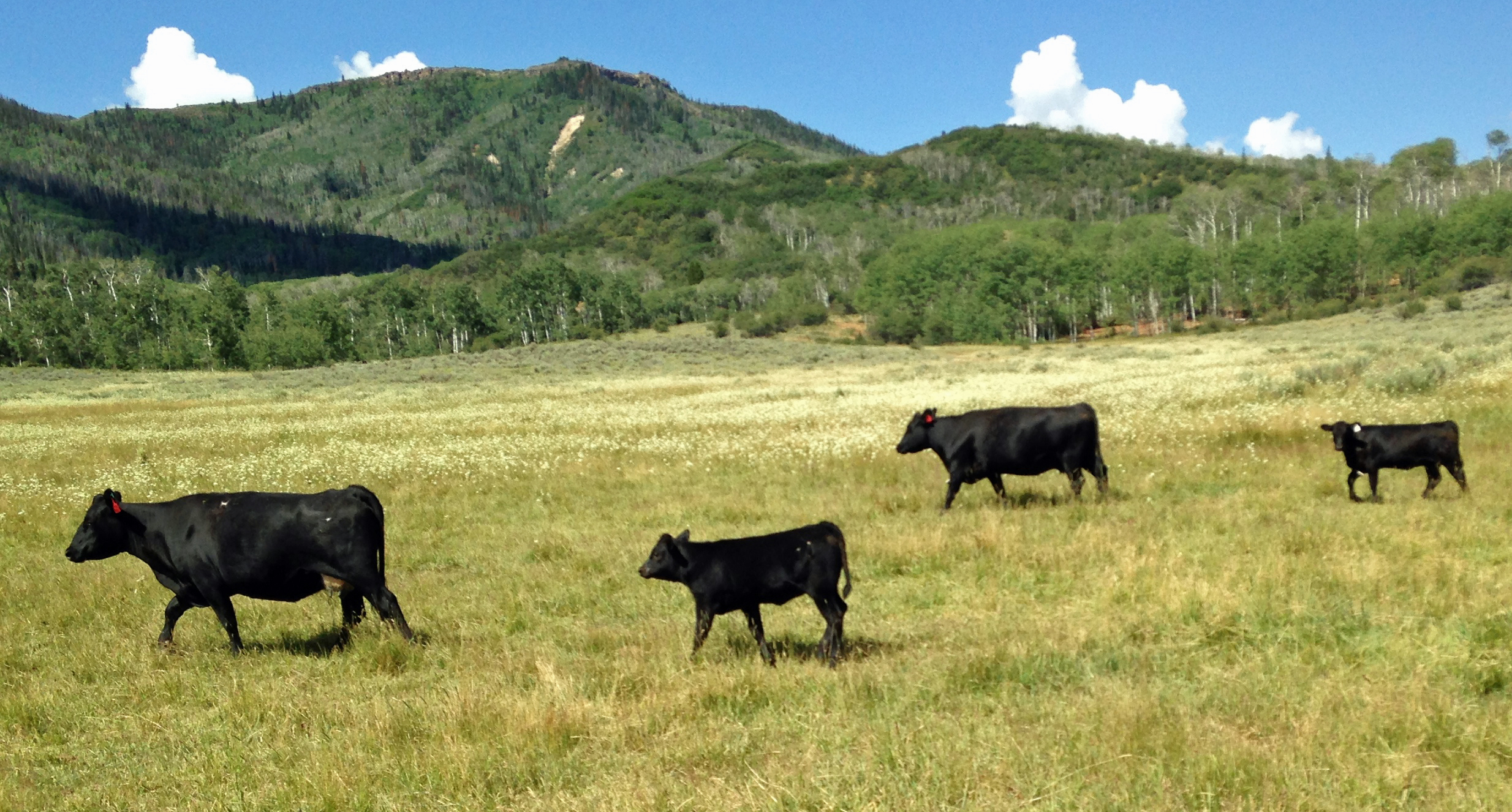 cows-and-calves-on-routt-forest.jpg