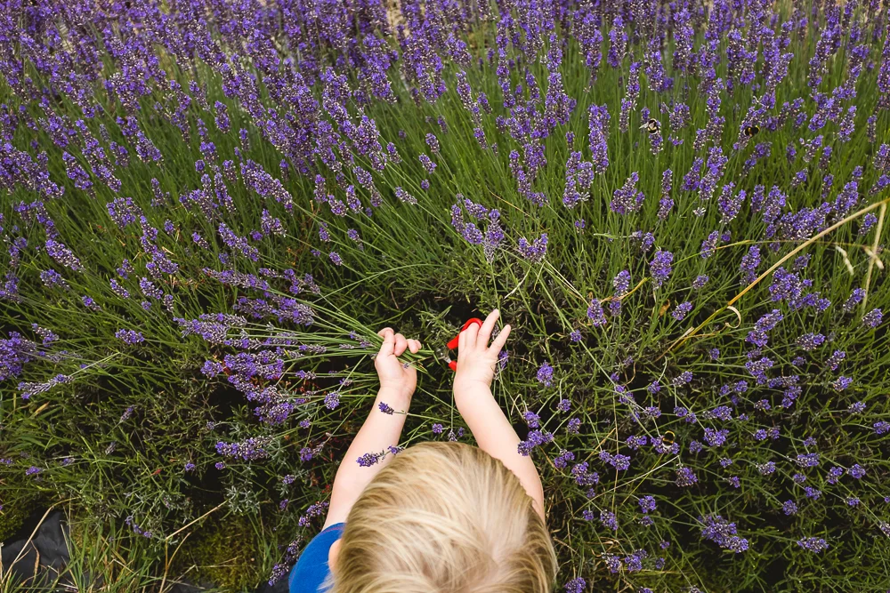Day 21 - Lavender picking at Shropshire Lavender
