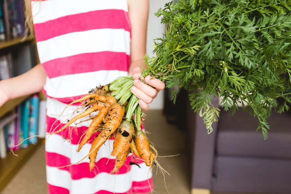 Day 30 - Harvesting weird and wonderful carrots
