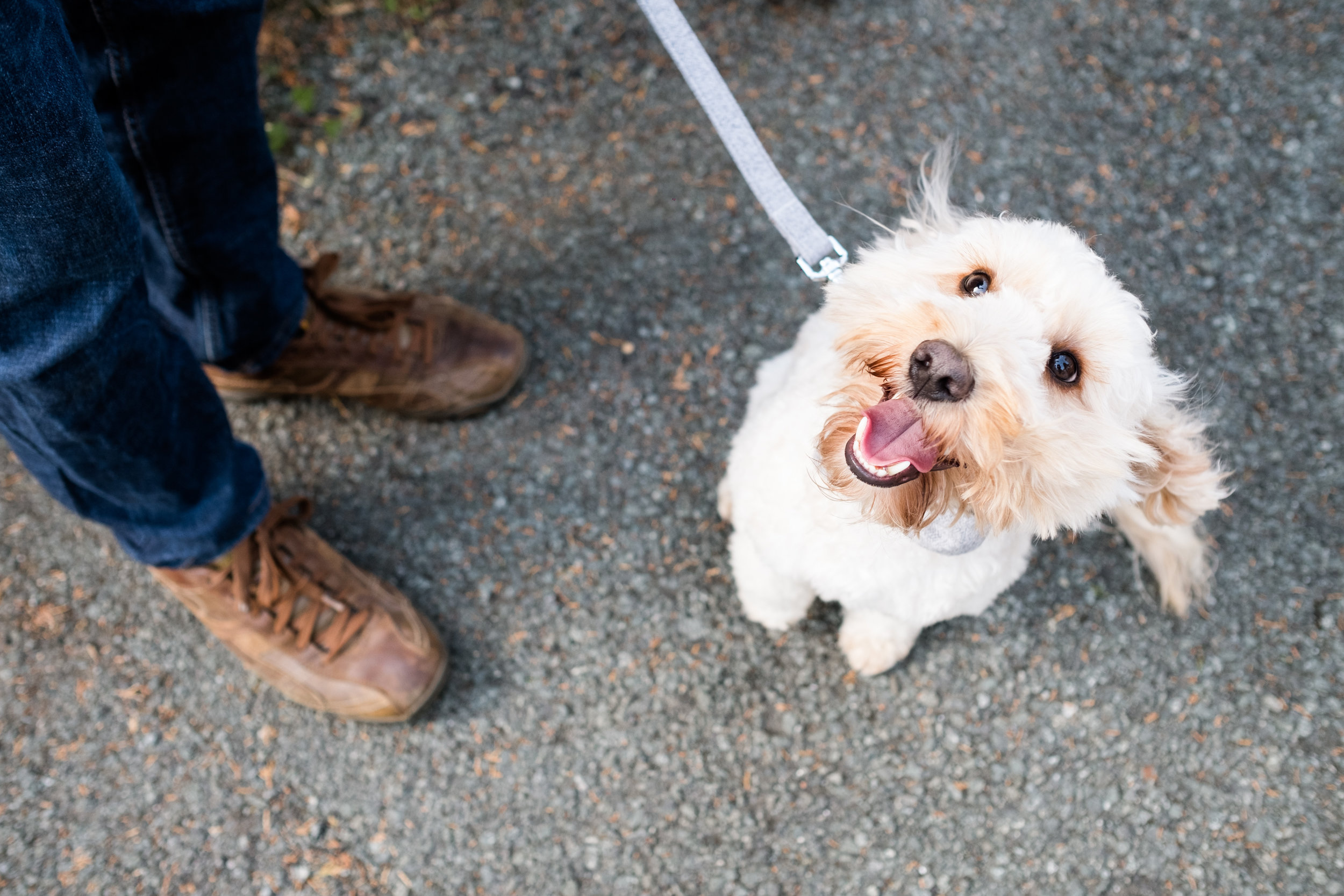 Summer Documentary Wedding Photography at Consall Hall Gardens Outdoor Ceremony Cockapoo dog - Jenny Harper-54.jpg