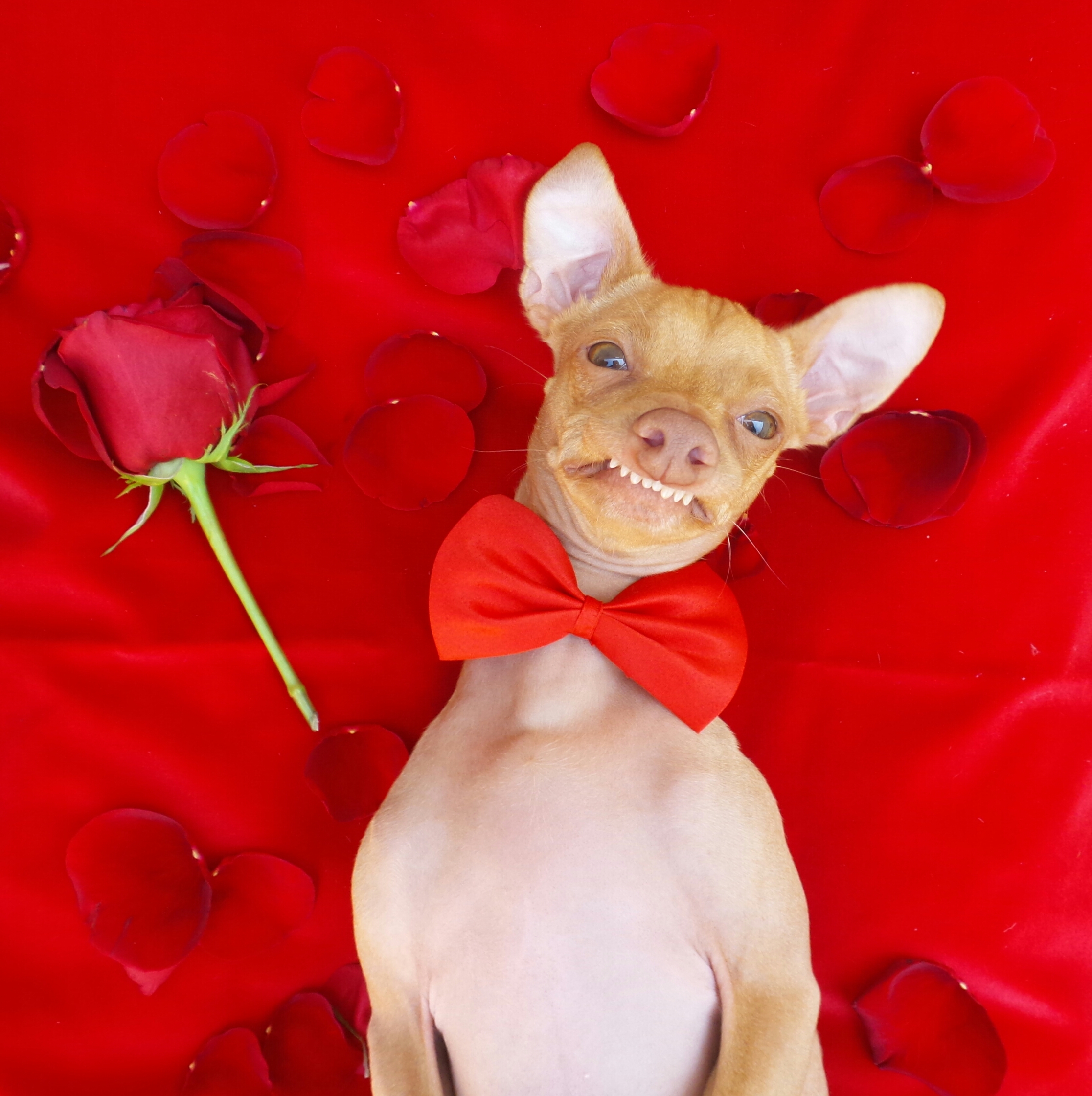 LOS ANGELES: Best Friends "GIVE LOVE" adoption event and meet-n-greet