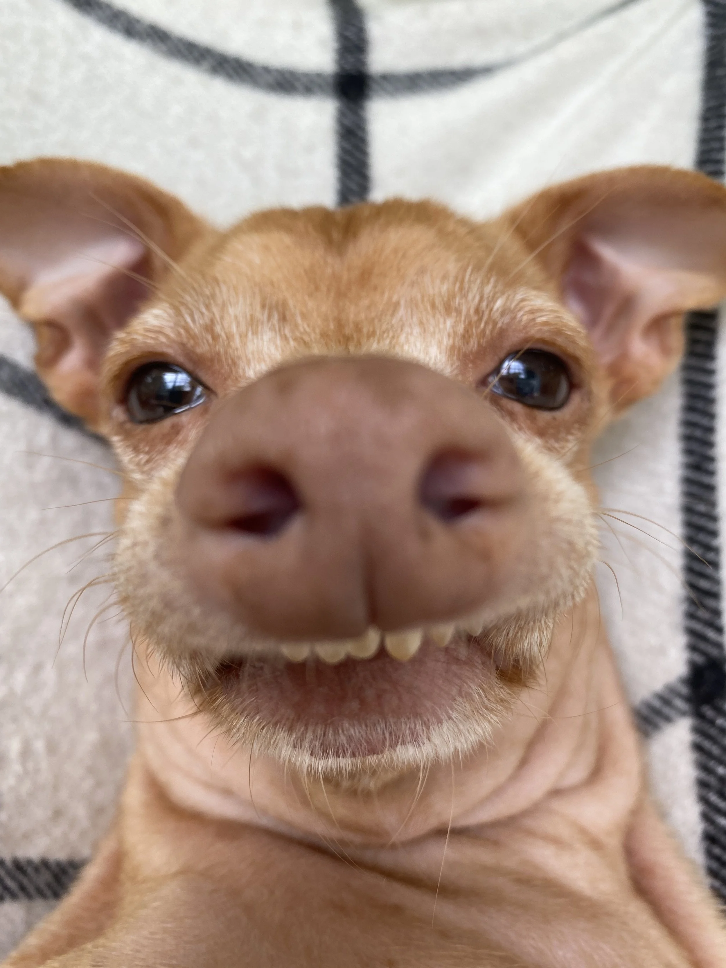 Dog With Overbite Meme