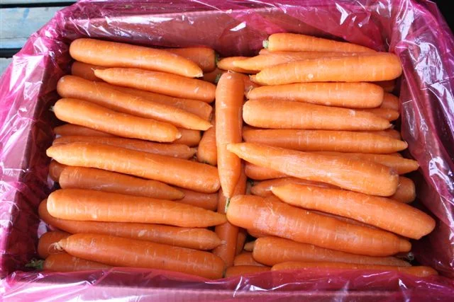 Carrots+(1).JPG