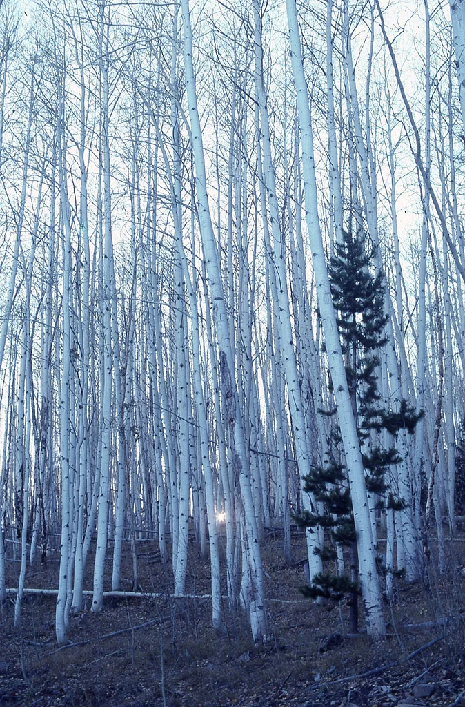 Colorado