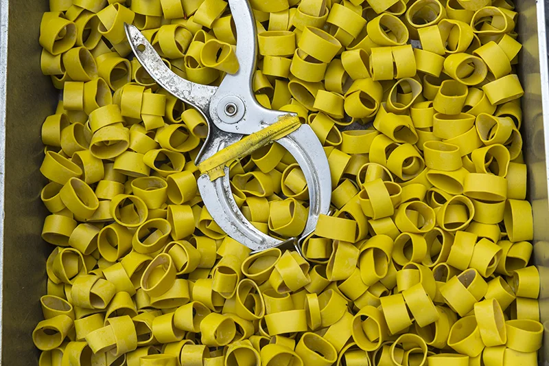 yellow.jpg