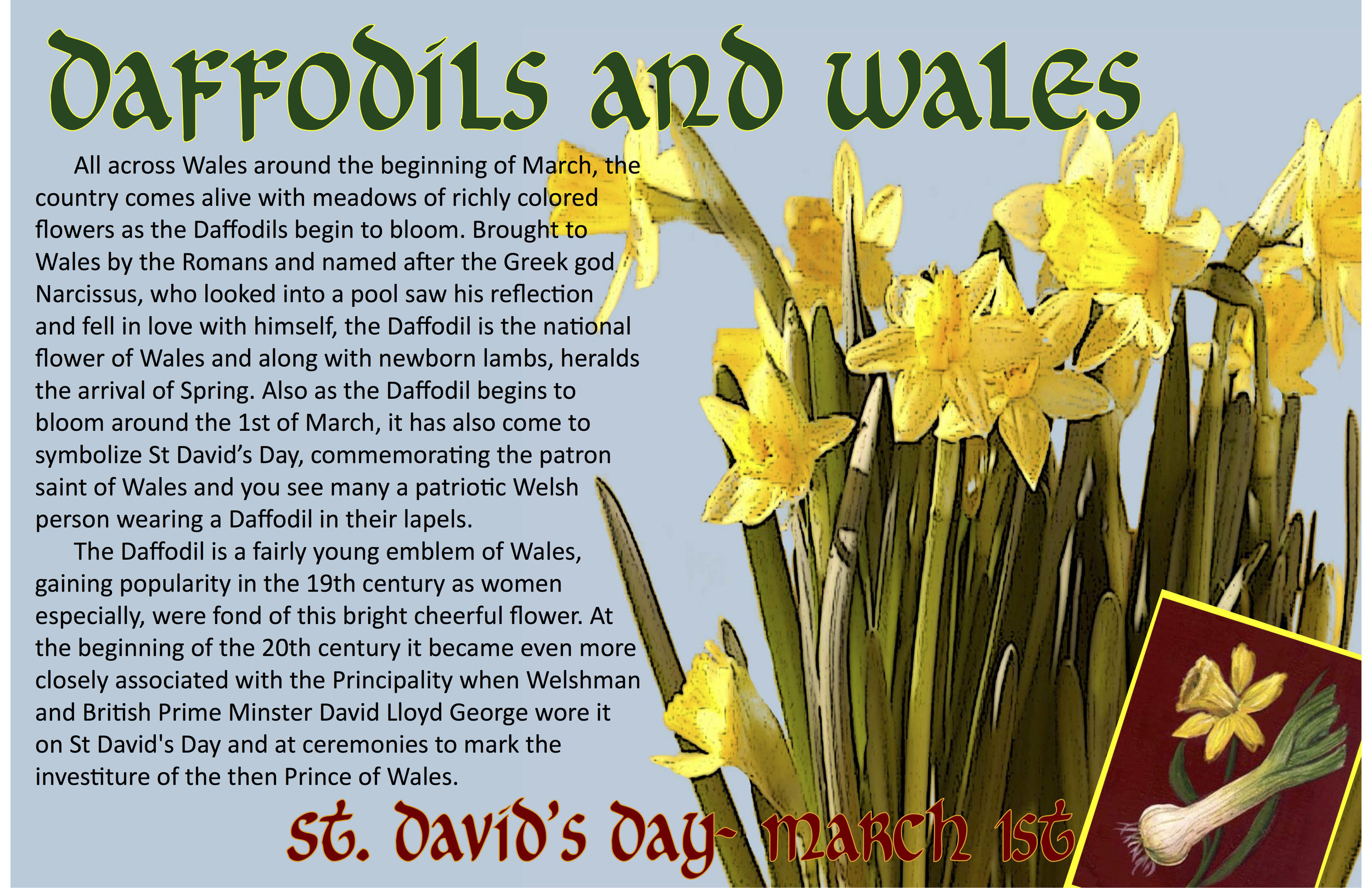 Wales • Daffodil
