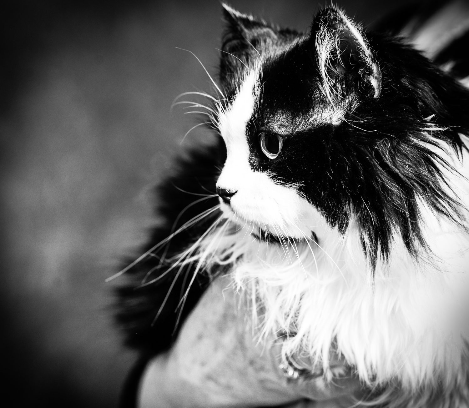 DSC_8634.jpg