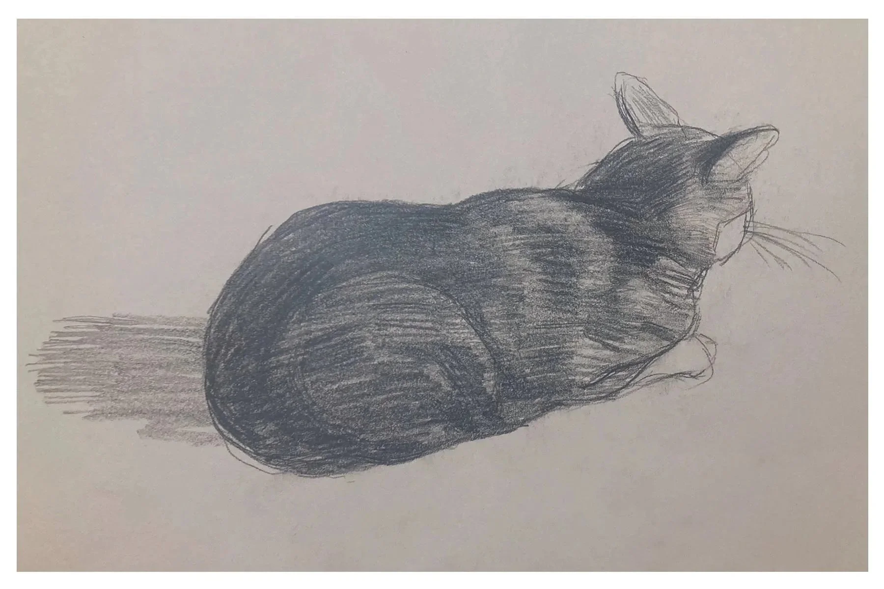 Cat-I-postcard.jpg