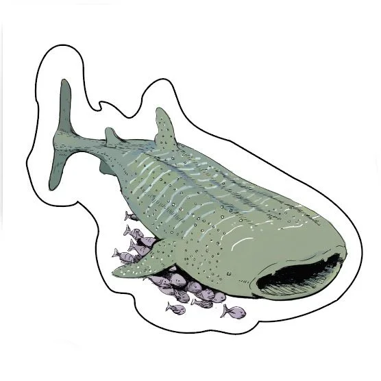 Whale-shark-stick.jpg