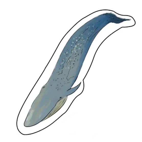 Blue-whale-stick.jpg