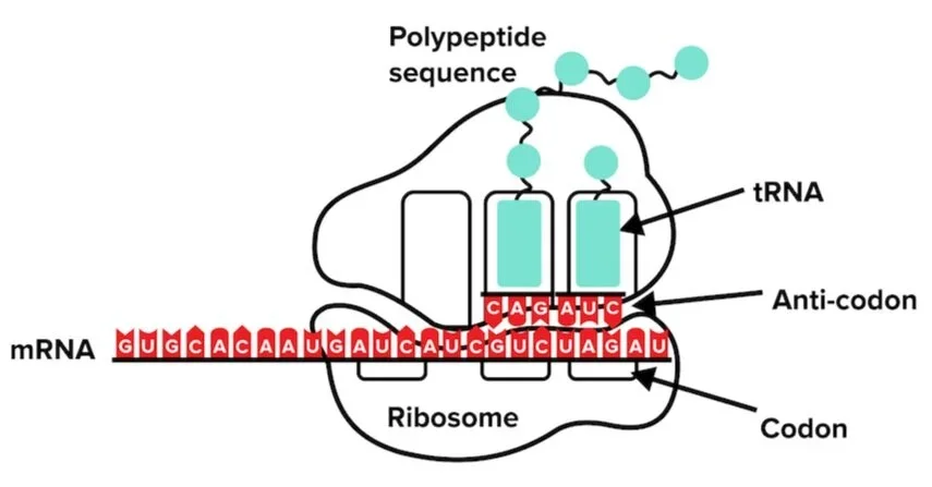 An overview of protein translation.
