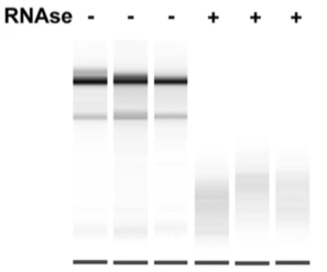 图1.无论没有或没有RNase的ERB2迁移的Western印迹分析。