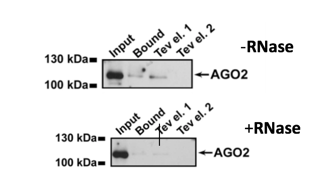 图2。Western blot分析含和不含RNase的AGO2。