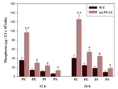 图3. WT与SEC59-1Δ细胞的各种磷脂的相对量。