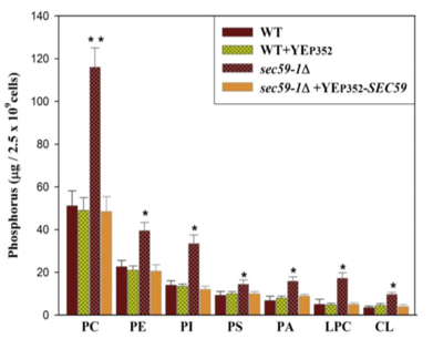 图4.具有过表达和缺失的各种磷脂的相对量和SEC59-1。