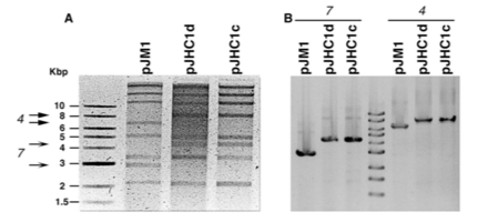 图5。531Ad (pJHC1d)和531Ac (pJHC1c)的酶切模式。