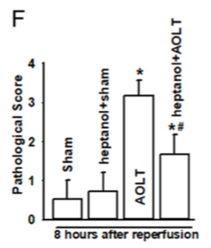 图2。Cx43抑制剂治疗AOLT小鼠的病理评分。