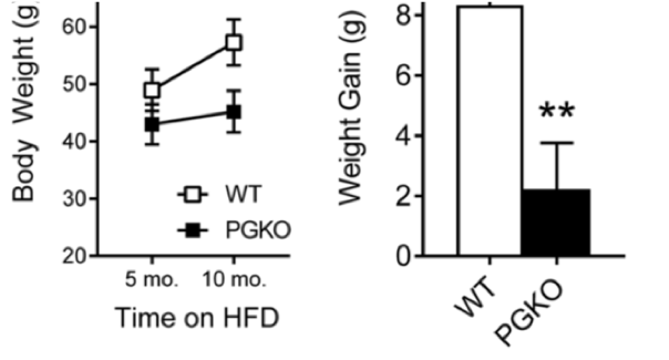 图1所示。在HFD条件下WT小鼠与PGKO小鼠的体重和增重变化。