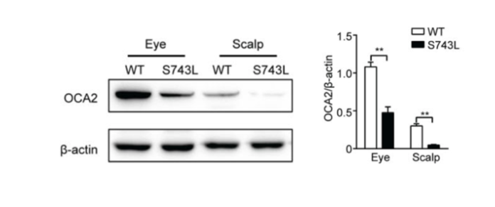 图1所示。Western blotting检测S743L突变小鼠OCA2表达。
