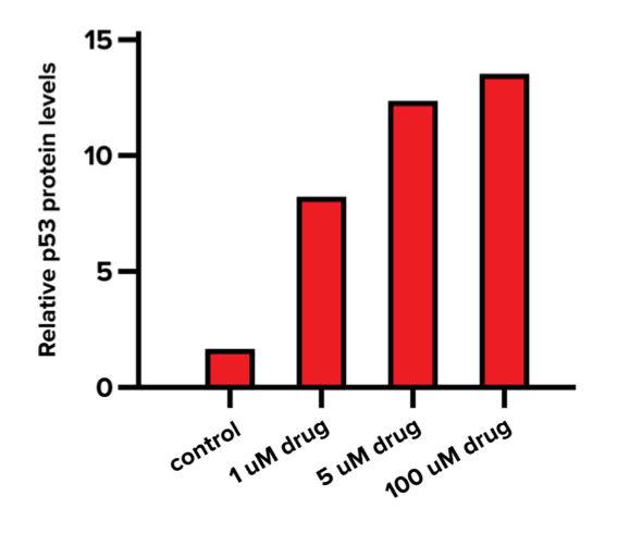 图1所示。p53蛋白相对水平的存在或不感兴趣的药物。