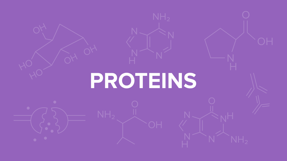 Proteins for the MCAT Everything You Need to Know — Shemmassian