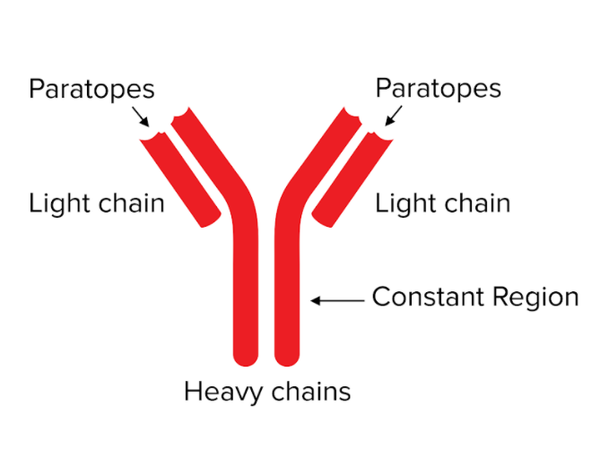 Nonenzymatic Protein Function for the MCAT Everything You Need to Know