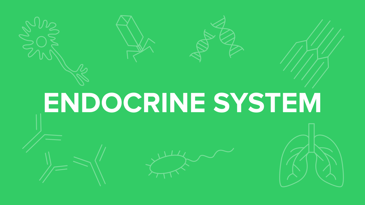 Endocrine System for the MCAT: Everything You Need to Know