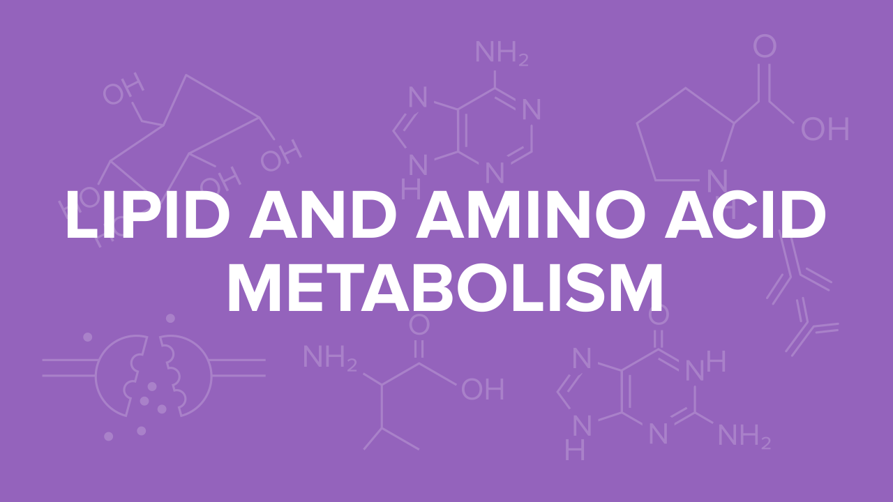 Lipid and Amino Acid Metabolism for the MCAT Everything You Need to