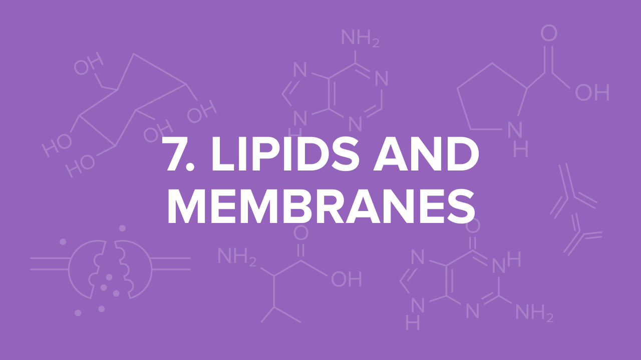 lipids-membranes-mcat.png