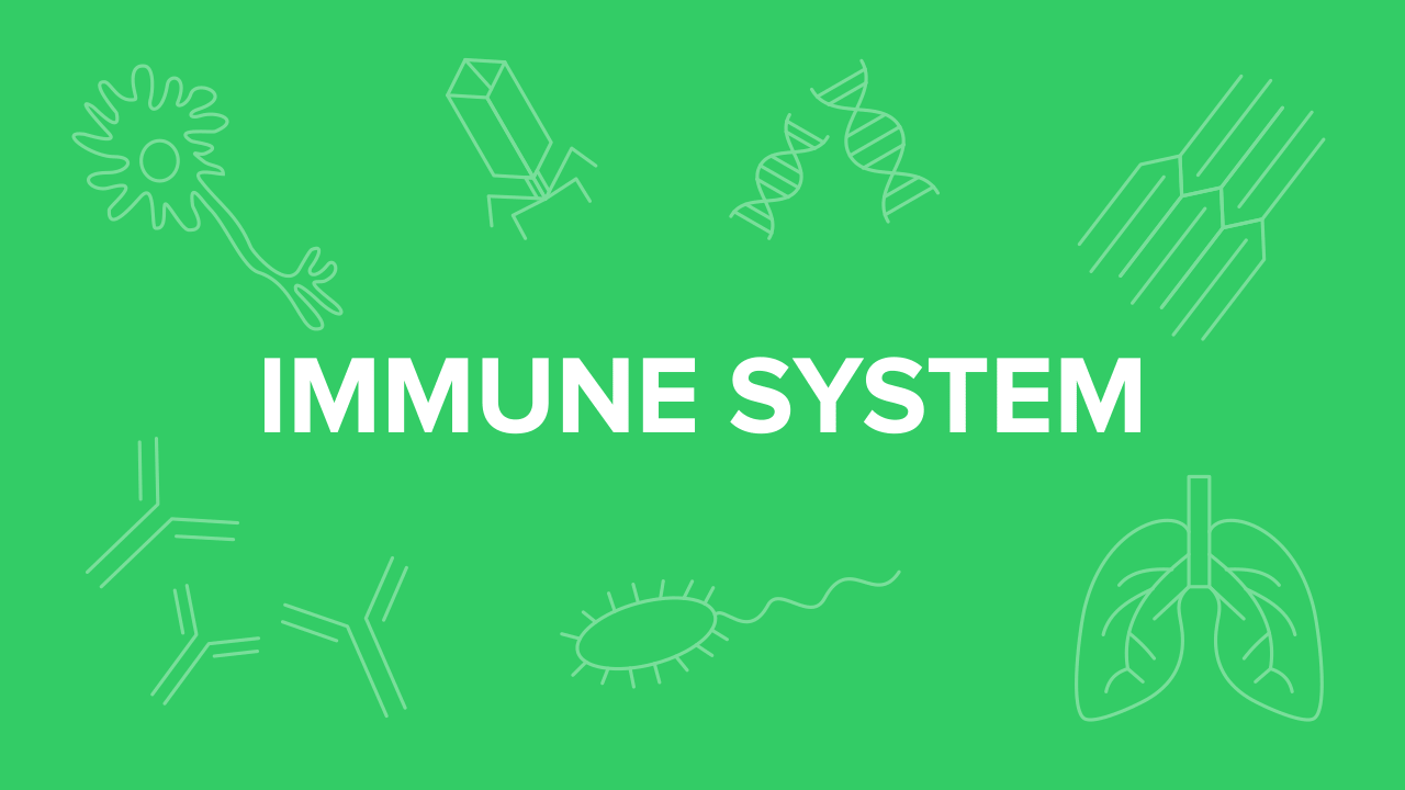 Immune System for the MCAT: Everything You Need to Know