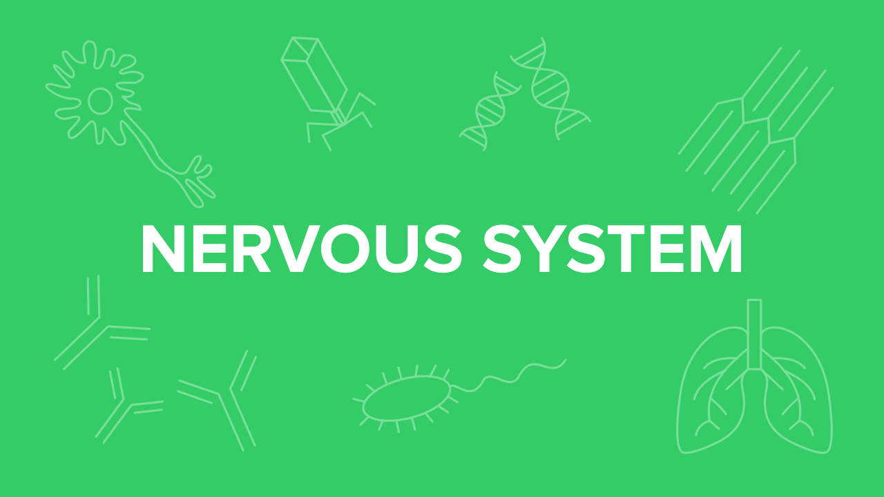Nervous System for the MCAT: Everything You Need to Know — Shemmassian ...