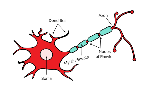 Figure: Schematic of a single neuron.