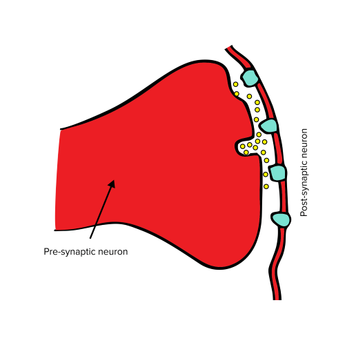 Figure: A synaptic cleft.