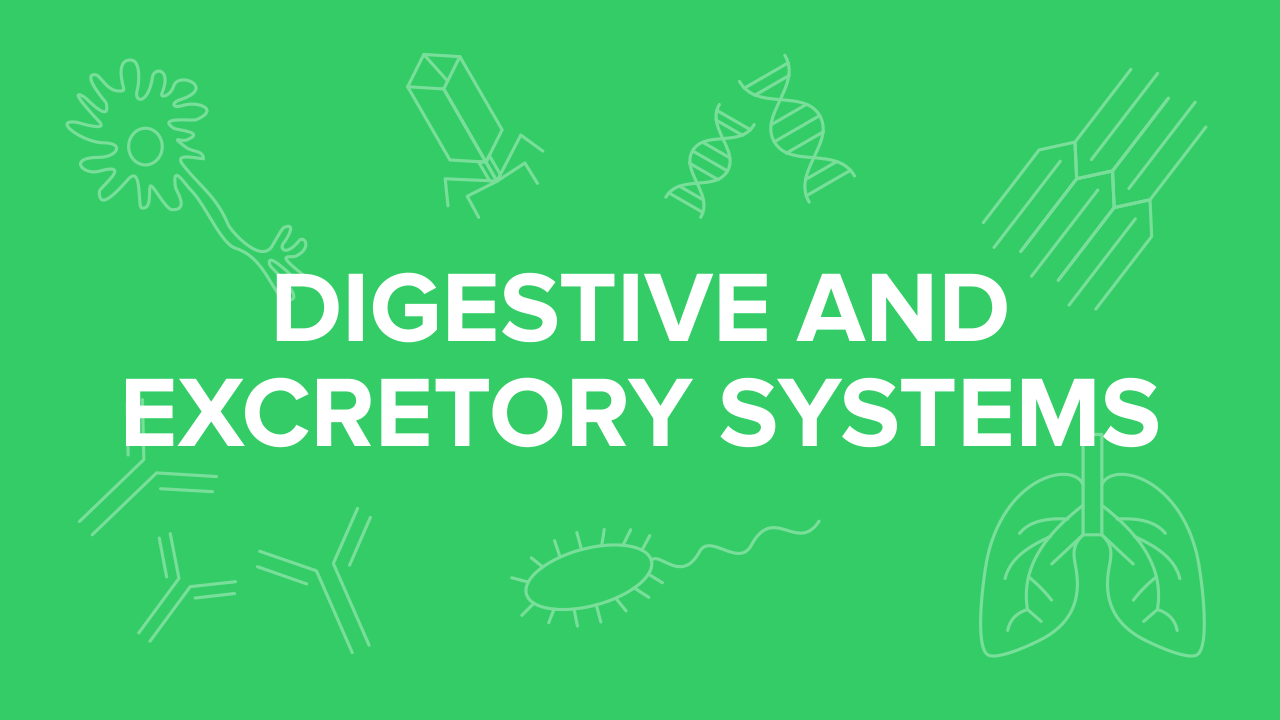 mcat-digestive-and-excretory-systems.png