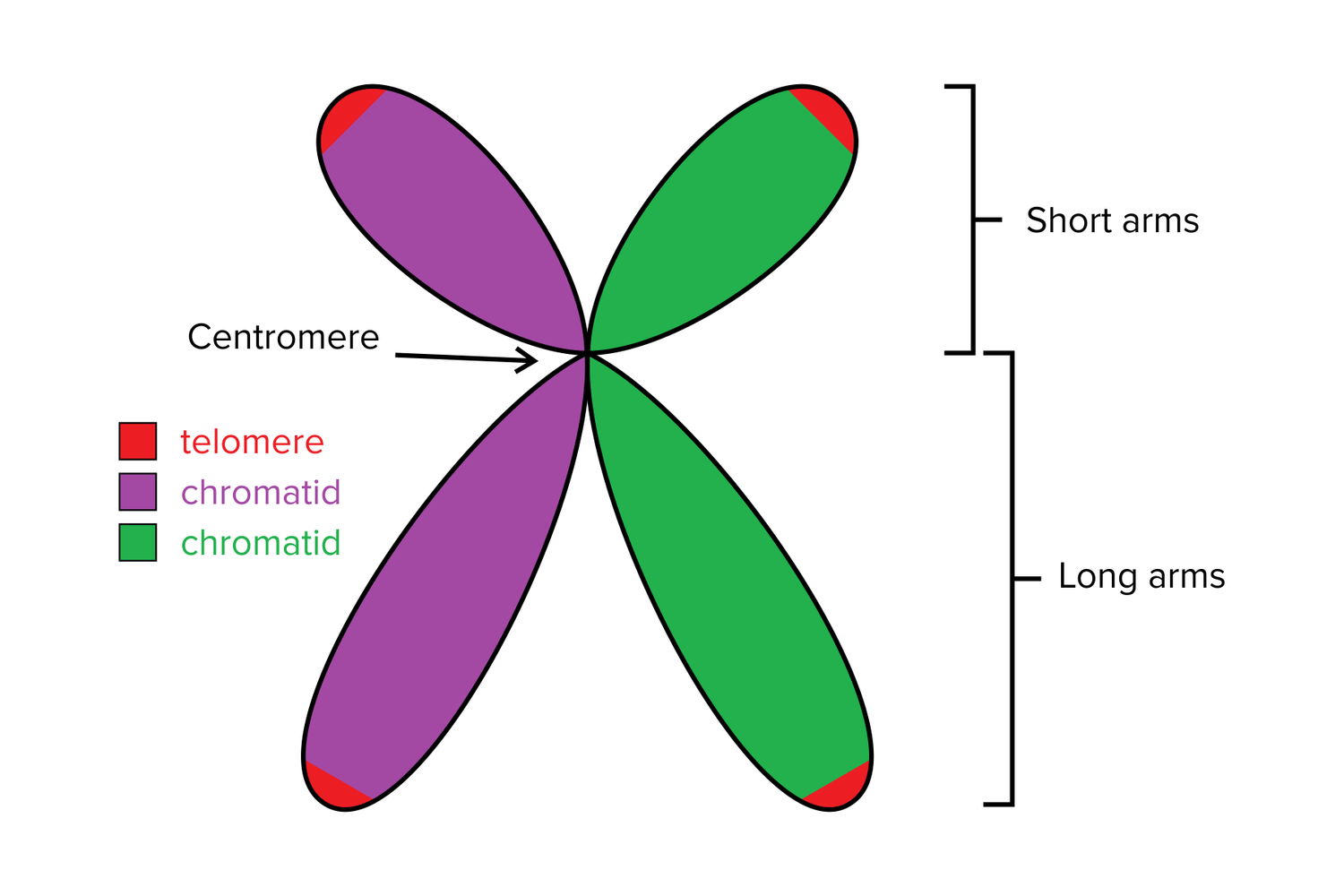 Genetics for the DAT — Shemmassian Academic Consulting