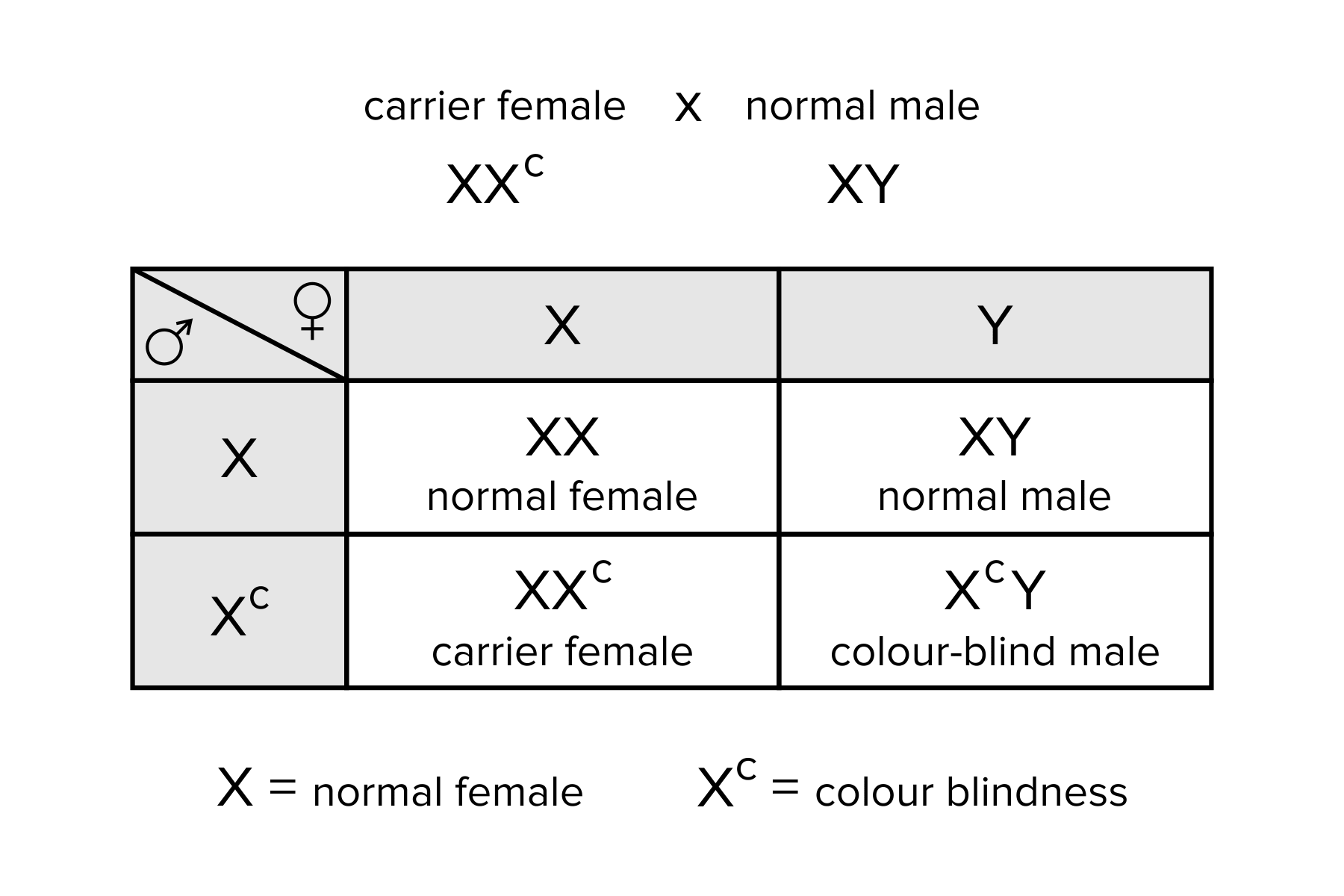 genetics-x-linked-genes-worksheet